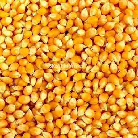Maize seed